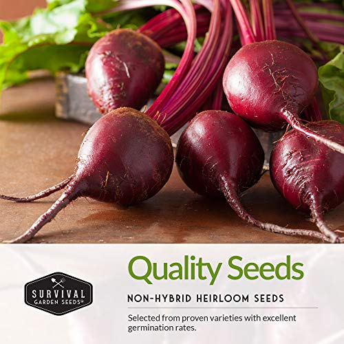 Beet Seed Collection – Cylindra, Ruby Queen, Detroit Dark Red & Golden Beets