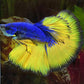 Betta Giant