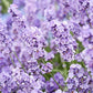 Blue Cushion Lavender Plant - Live Lavandula angustifolia 4 Inch Pot