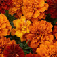 French Fireball Marigold Seeds - 25+ Bi-Color Blooms - USA Grown -  - Pest Repellent - Butterfly Magnet - Easy to Grow
