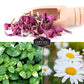 Herbal Tea Garden Seeds Kit – 5 Heirloom Medicinal Herbs for Soothing Teas, Remedies & Pollinator-Friendly Gardens