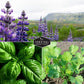 Popular Herb Seed Collection – 5 Heirloom Non-GMO Herbs for Culinary & Garden Use (Spearmint, Basil, Cilantro, Lavender & Parsley) – Indoor or Outdoor Growing Kit