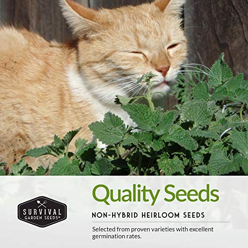 Cat Grass & Catnip Seed Collection – Fun, Healthy Greens & Enrichment Herbs for Indoor Cats