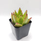 #52 Echeveria agavoides lipstick