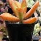 Sedum Firestorm