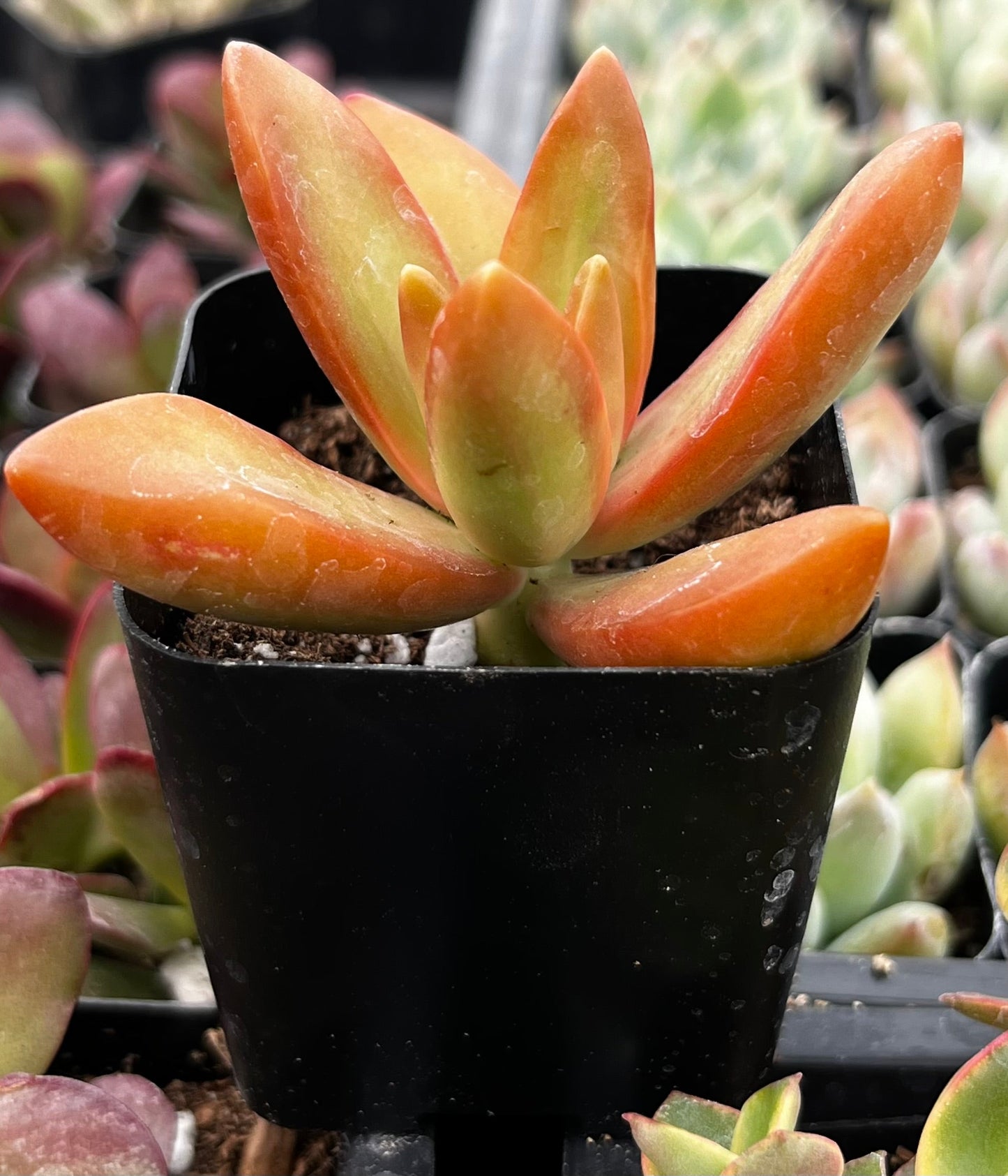 Sedum Firestorm