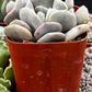 Echeveria Cubic Frost