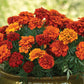 French Fireball Marigold Seeds - 25+ Bi-Color Blooms - USA Grown -  - Pest Repellent - Butterfly Magnet - Easy to Grow
