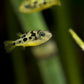 Dwarf Pea Puffer