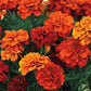 French Fireball Marigold Seeds - 25+ Bi-Color Blooms - USA Grown -  - Pest Repellent - Butterfly Magnet - Easy to Grow
