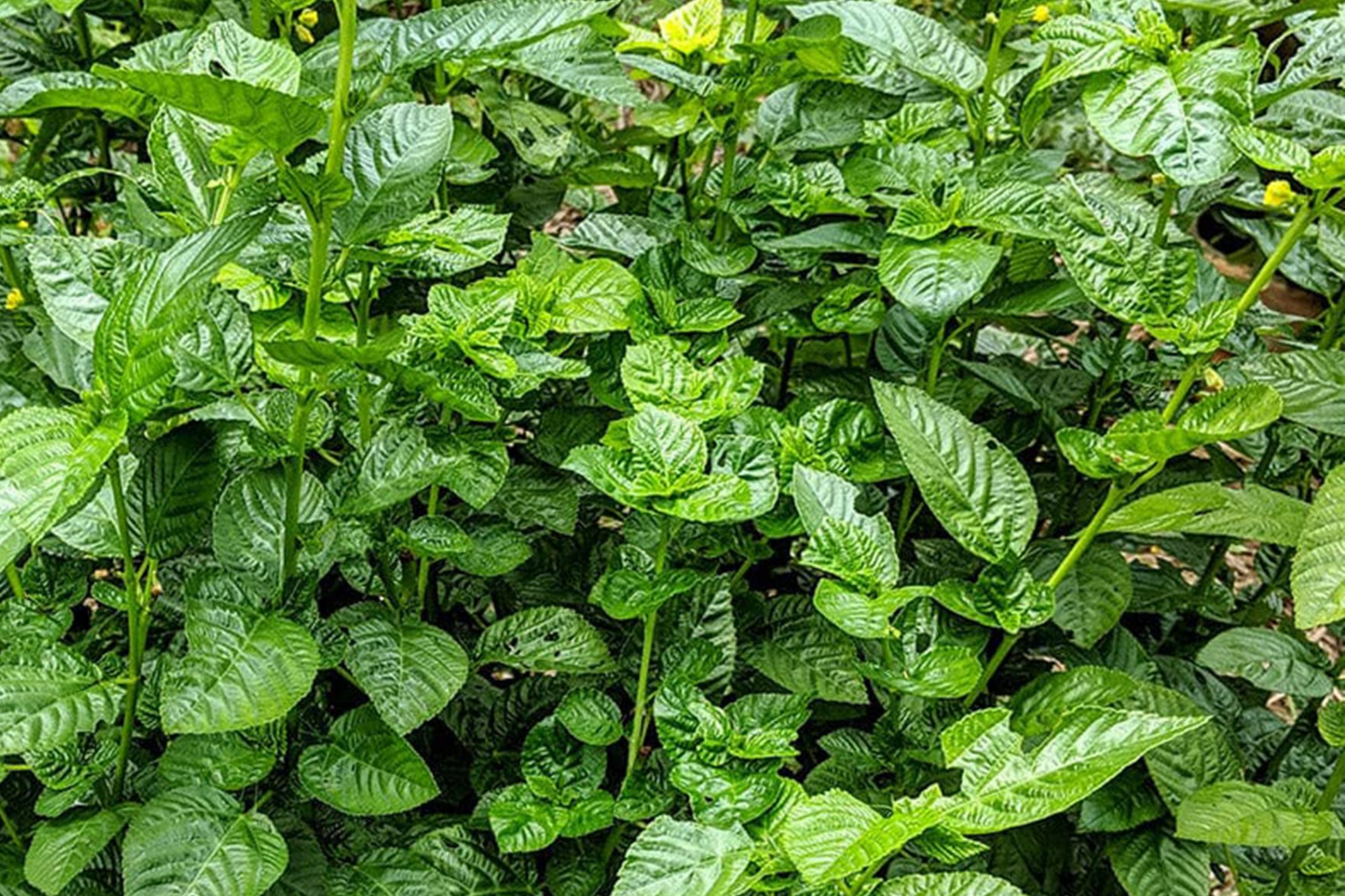 100 Molokhia Seeds | Egyptian Spinach (Corchorus olitorius) | Saluyot, Green Jute, Heirloom, Non-GMO