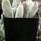 Cotyledon Silver Peak