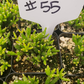 #55 Rhipsalis Hatiora Salicomioides "Dancing Bones"