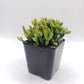 #55 Rhipsalis Hatiora Salicomioides "Dancing Bones"