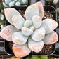 Pachyphytum Blue Haze