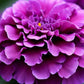 Purple India Marigold Seeds - 25+ Rare Flower Seeds - USA Grown -  - Vibrant Blooms - Pest Repellent - Butterfly Garden
