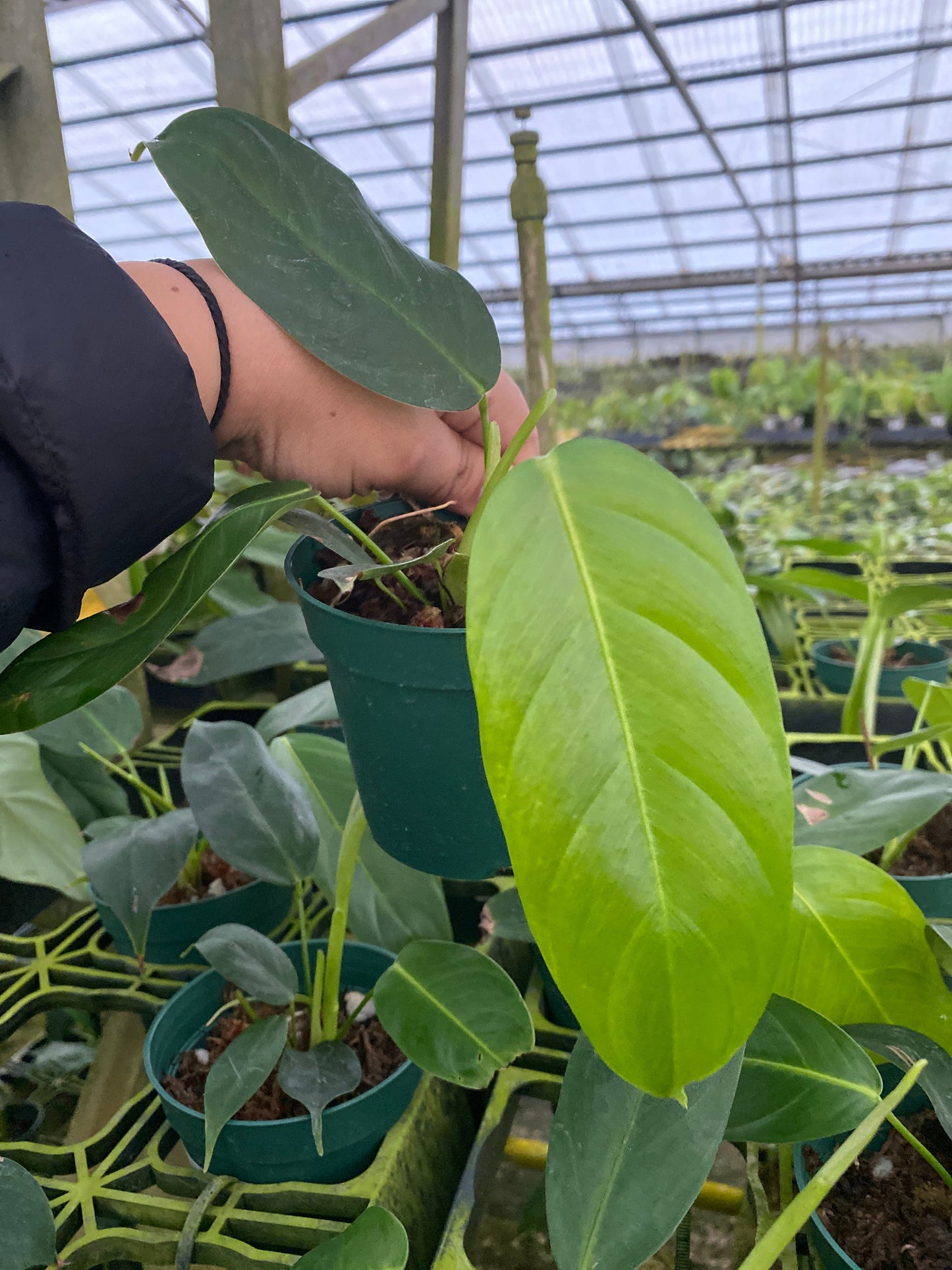 Philodendron scherberichii Ecuagenera x Philodendron patriciae (seedling)