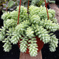 Sedum Donkey's Tail
