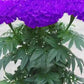 Purple India Marigold Seeds - 25+ Rare Flower Seeds - USA Grown -  - Vibrant Blooms - Pest Repellent - Butterfly Garden