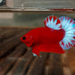 Hellboy Betta (Male)