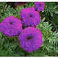 Purple India Marigold Seeds - 25+ Rare Flower Seeds - USA Grown -  - Vibrant Blooms - Pest Repellent - Butterfly Garden