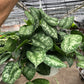 Pothos 'Silver Splash'