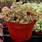 Variegated Crassula Calico Kitten