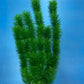 Artificial Aquarium Plant for Fish Tanks, LARGE aquarium plastic plant, 21" TALL