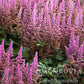 Vision In Pink Astilbe