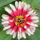 50 CAROUSEL MIX ZINNIA Elegans Carrousel Whirligig Mixed Colors Bicolor Flower Seeds