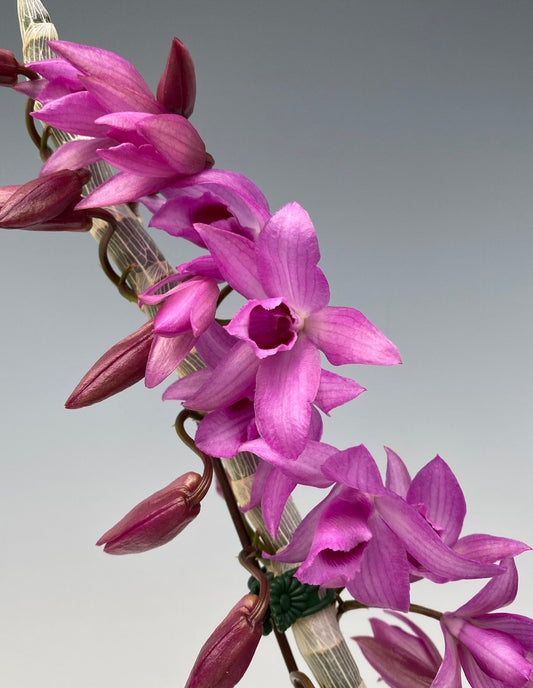 Dendrobium Super Nestor orchid mounted. Sellers choice of collection, you get ONE of the three. Easy care Dendrobium orchid and fragrant.
