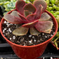 Echeveria Red Ball