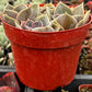 Echeveria 'Perle Von Nurnberg'
