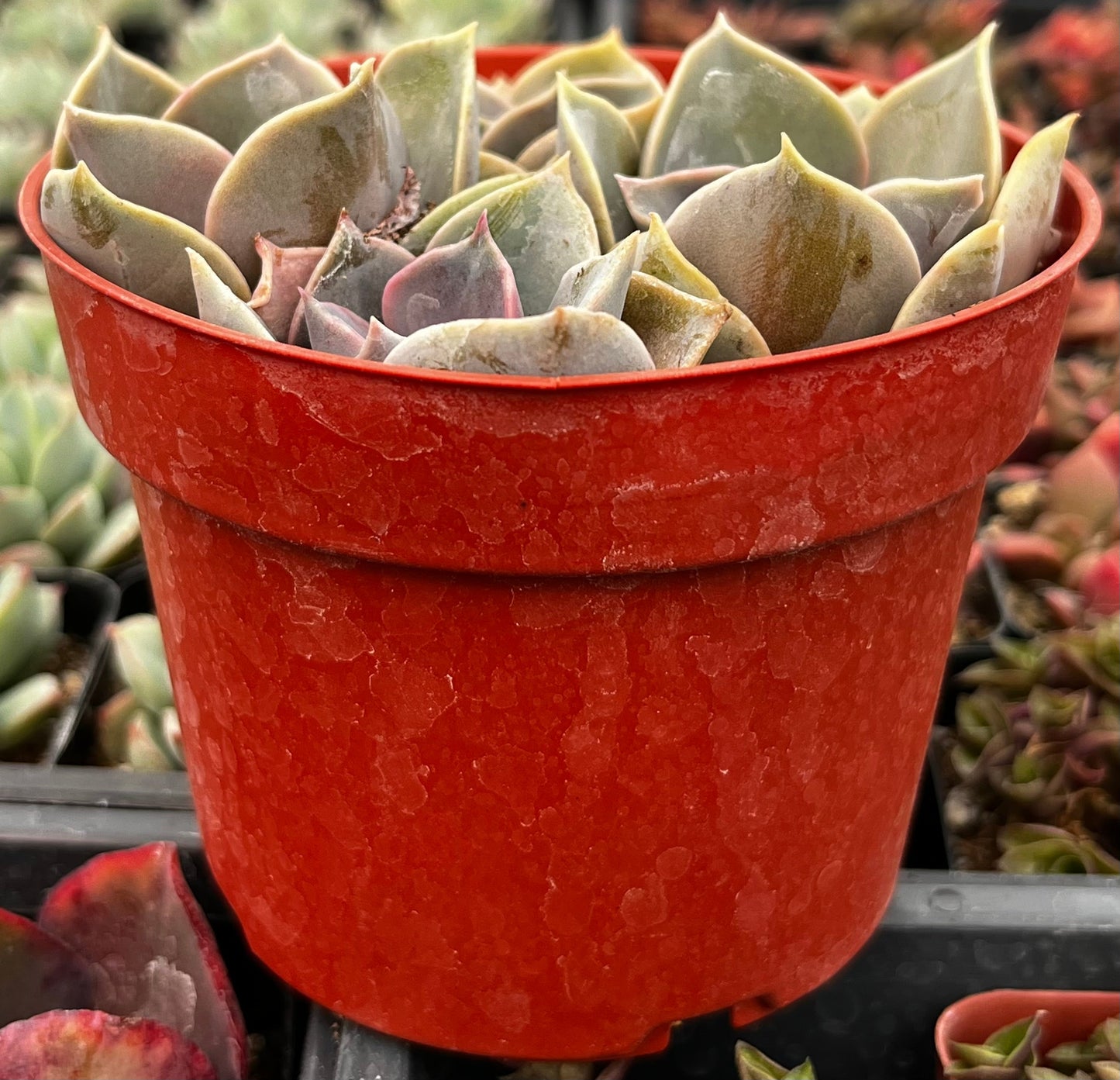 Echeveria 'Perle Von Nurnberg'