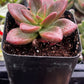 Graptosedum California Sunset