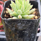 Echeveria Marcus