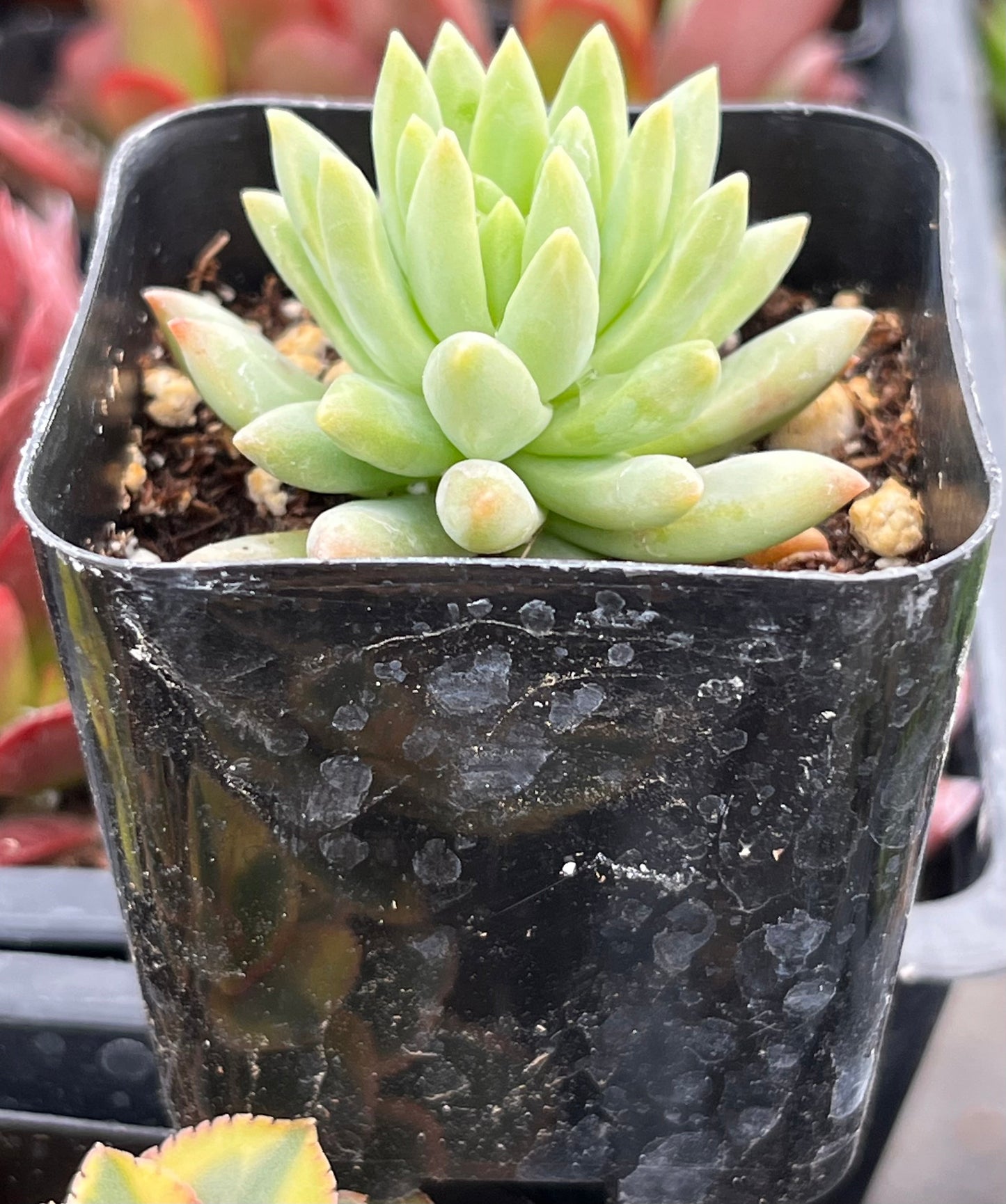 Echeveria Marcus
