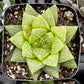 Gasteria Green Ice