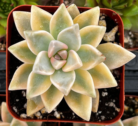 Variegated Ghost Plant