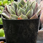 Sempervivum Commander