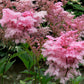 10 QUEEN Of THE PRAIRIE Pink Meadowsweet Filipendula Rubra Flower Seeds