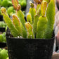 Rhipsalis Cereoides