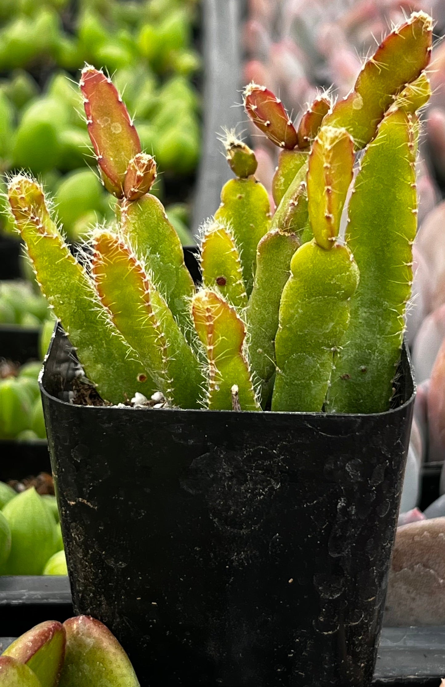 Rhipsalis Cereoides
