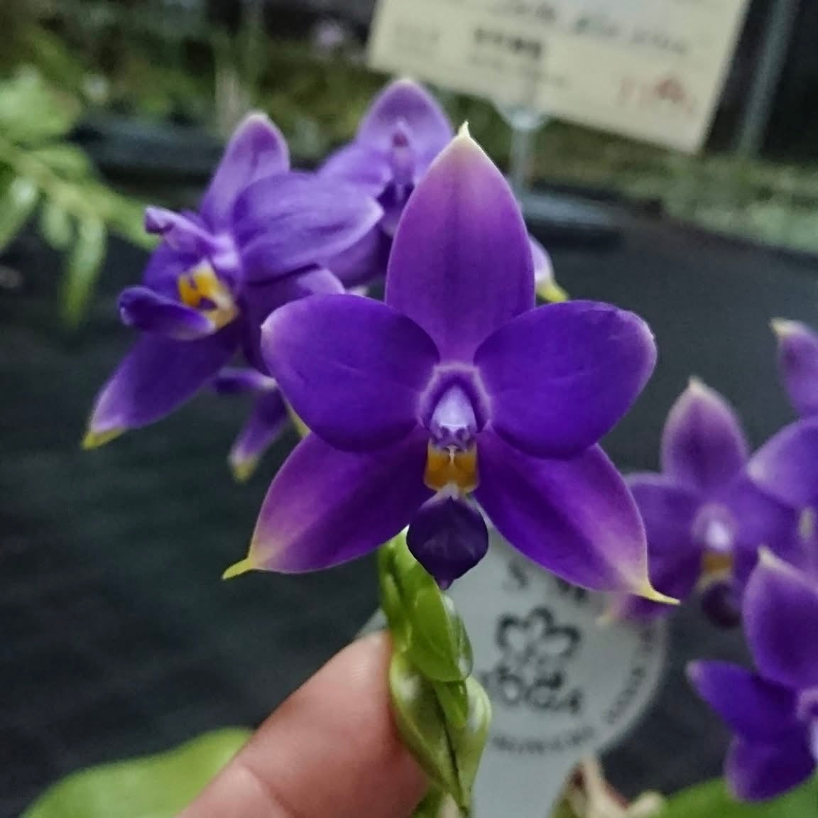Phalaenopsis violacea indigo ‘Jiaho Blue Moon’ SM/TOGA