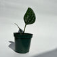 Monstera Peru