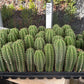 #EC225 Variety of Trichocereus Hybrid Cactus Bargain Potted Seedlings For Sale