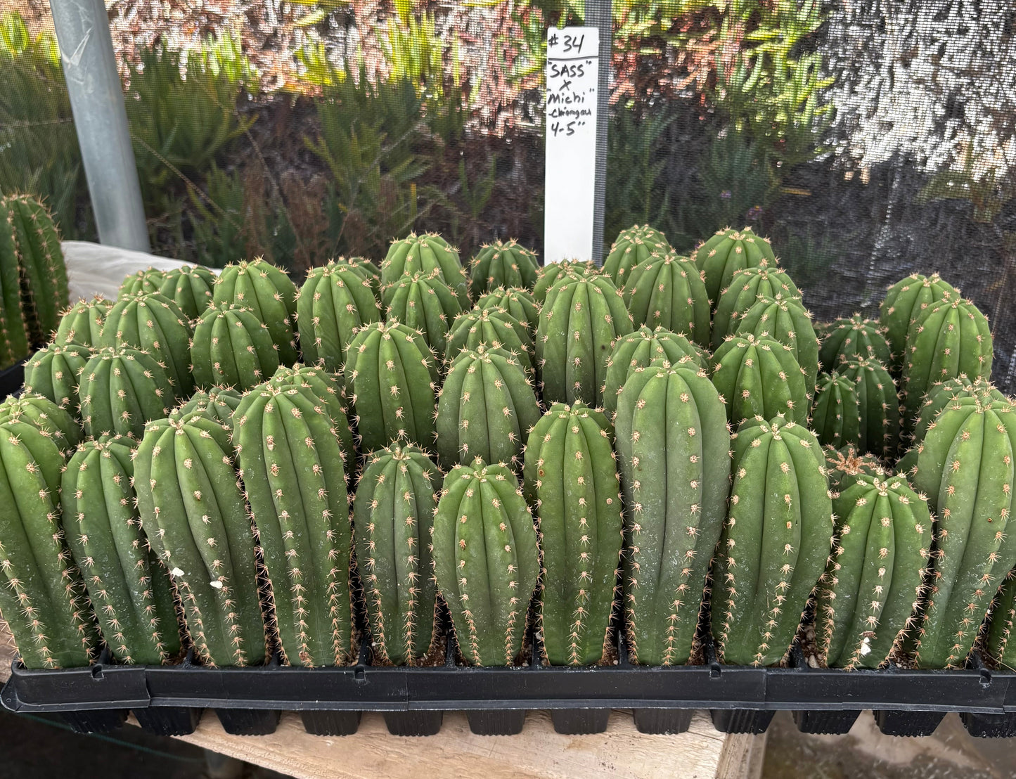 #EC225 Variety of Trichocereus Hybrid Cactus Bargain Potted Seedlings For Sale