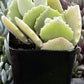 Kalanchoe Milottii