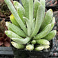 Senecio Woolly