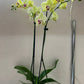 Orchid 'Yellow Phalaenopsis'